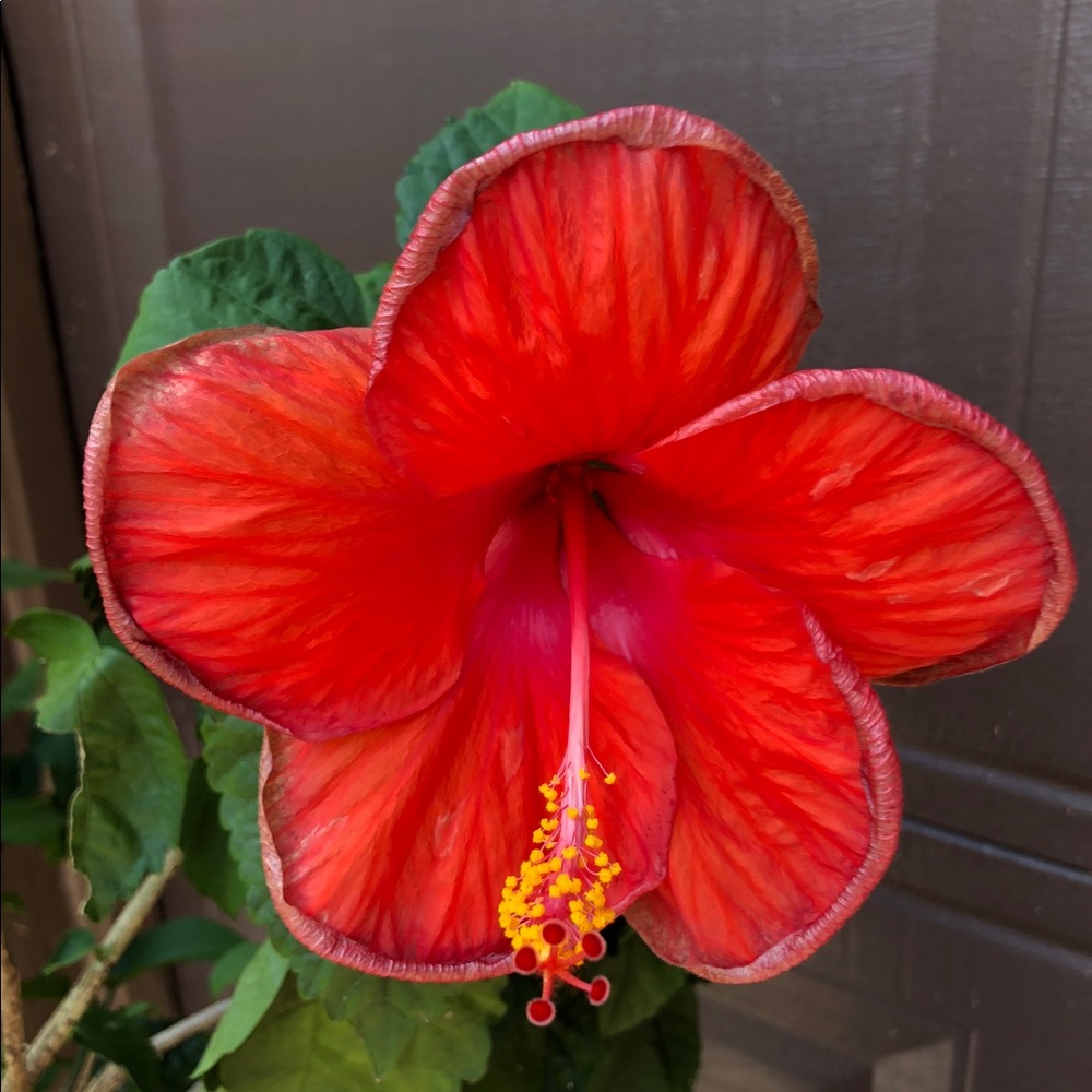 Meet your Posher, Dlane